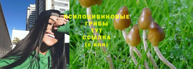 Псилоцибиновые грибы Magic Shrooms  дарк нет как зайти  omg tor  Любань  закладка 